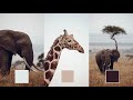 Secret color grading lightroom photo editing tutorial   how to edit wildlife like lostinayaland