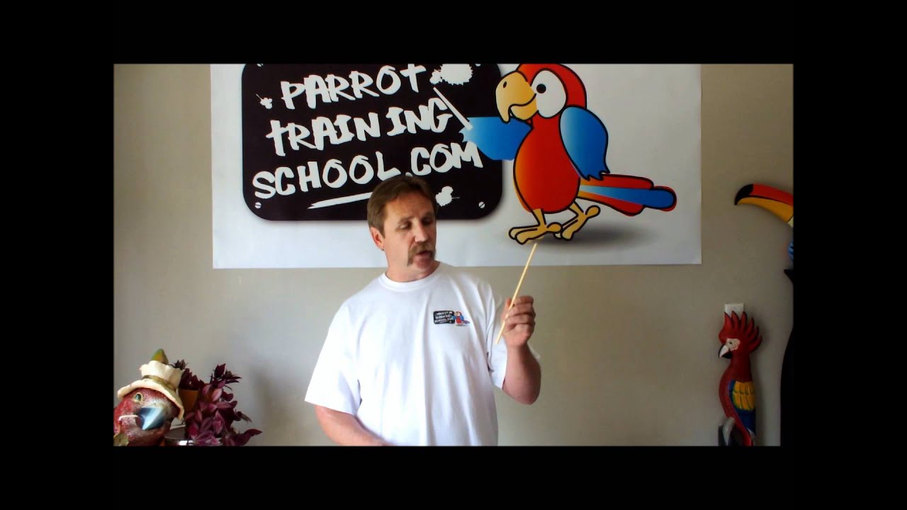 Target Training - Teach your Parrot how to Learn - YouTube