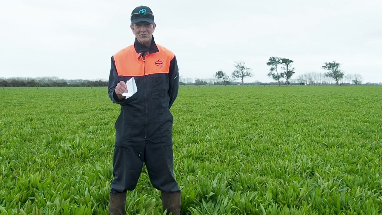 How this Waikato farmer uses Ecotain for summer growth and forage production