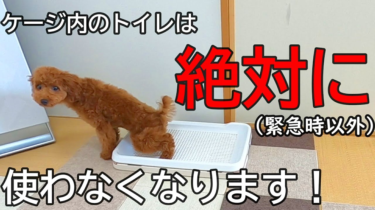 トイレトレーニング 第3回 子犬がケージ内のトイレは成長とともに使わなくなりました Youtube