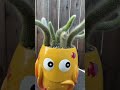 Monkey’s tails cactus #succulent #cactus #funideas #plantscollection #octopus #cute