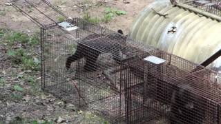 Bear Cub Being Trapped
