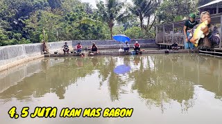 MANCING BORONGAN IKAN MAS BABON 4 KG‼️HARGA 4,5 JUTA | @ AGUS TASIK