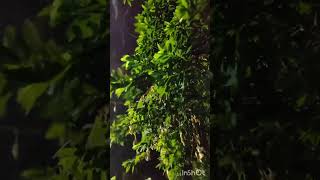 Rainy Night Rain Drops#Rain #RainyNight #NightVibes #Peaceful #viral#youtube#shorts Rainy Night Rain Drops#Rain #RainyNight #NightVibes #Peaceful #viral#youtube#shorts