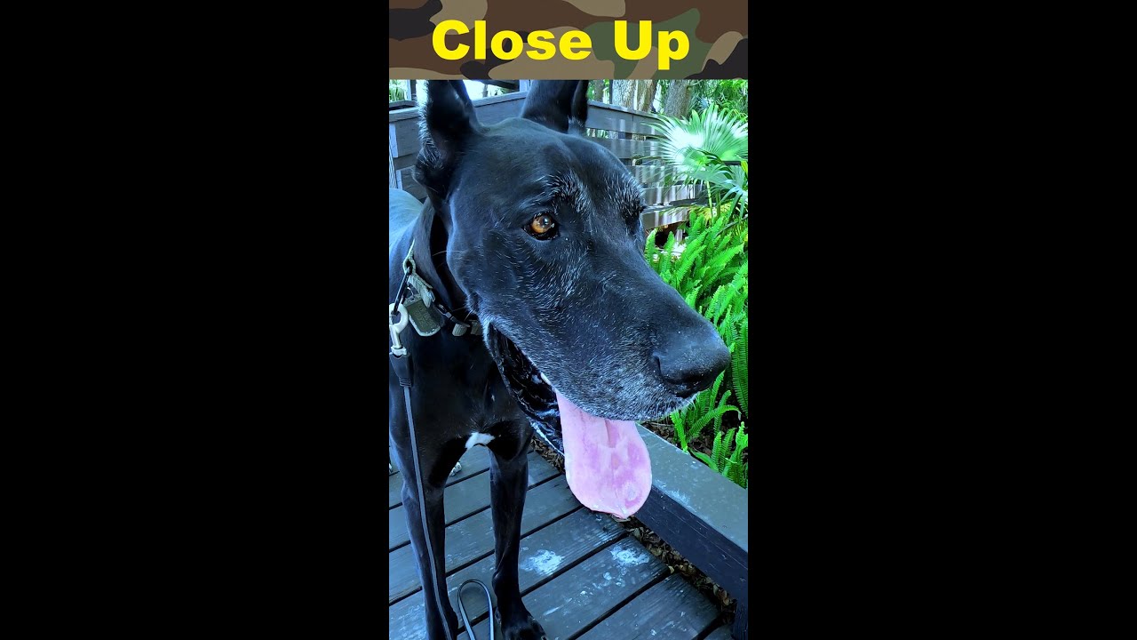 Great Dane Dog Up Close, Face Closeup 