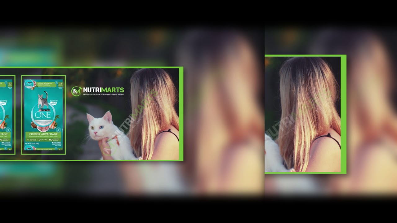 Best 5 Purina cat food review