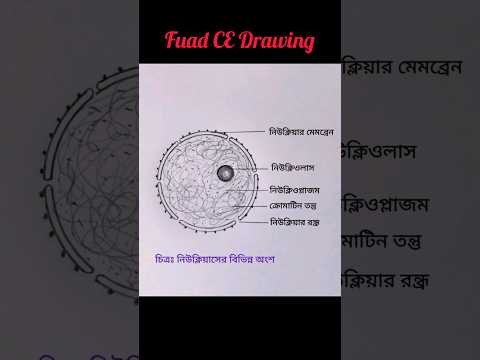 ভিডিও: নিউক্লিয়াসে কি নিউক্লিওলাস আছে?