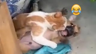 BEST funny videos of ANIMALS - FUNNIEST moment of DOGS and CATS 2024 | PETS MUNDI - #38