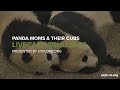 5 Facts About Panda Moms And Cubs