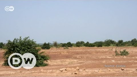 Plant a tree with one click | DW English