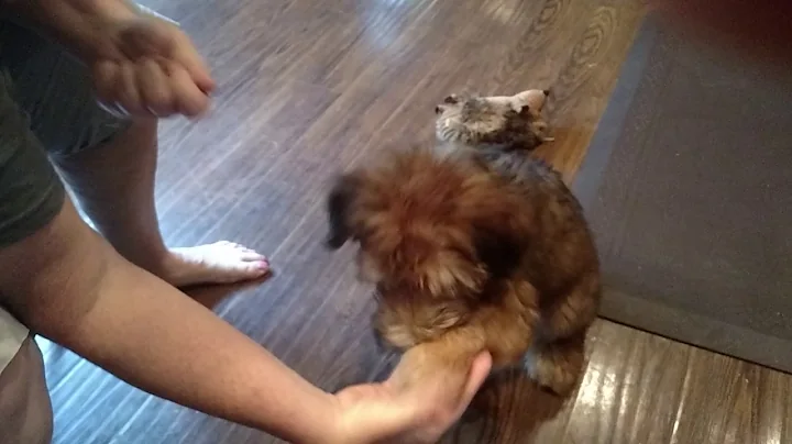 Duke learning puppy tricks