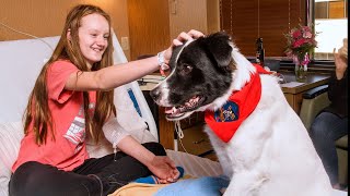 Therapy Dogs Help Hospital Patients Take Active Role in Their Recovery & Lowers Pain Perception