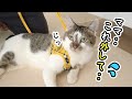 愛猫にハーネスを付けたら不評すぎて泣いた【みんなどうしてる？】