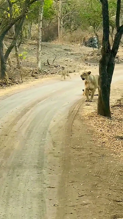 🦁| #viral #viralvideo #youtubeshorts #shorts #new #jungle #tiktok