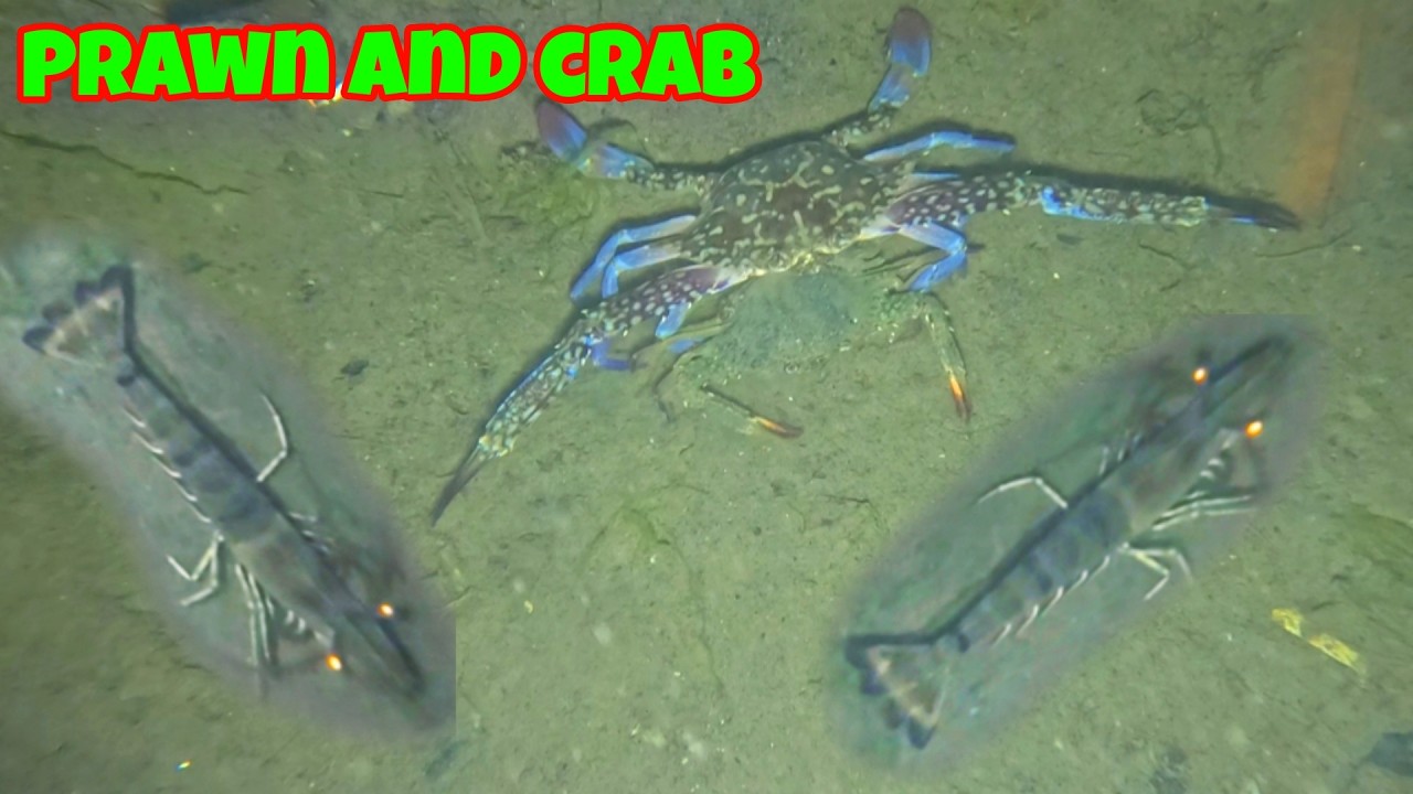 ЭПИЧЕСКАЯ ЛОВЛЯ КРЕВЕТОК И КРАБОВ. ЧАСТЬ 1