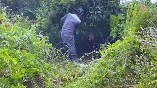 HELP Single Woman Transform Overgrown Garden - Clean Up Super Free Lawn Mowing