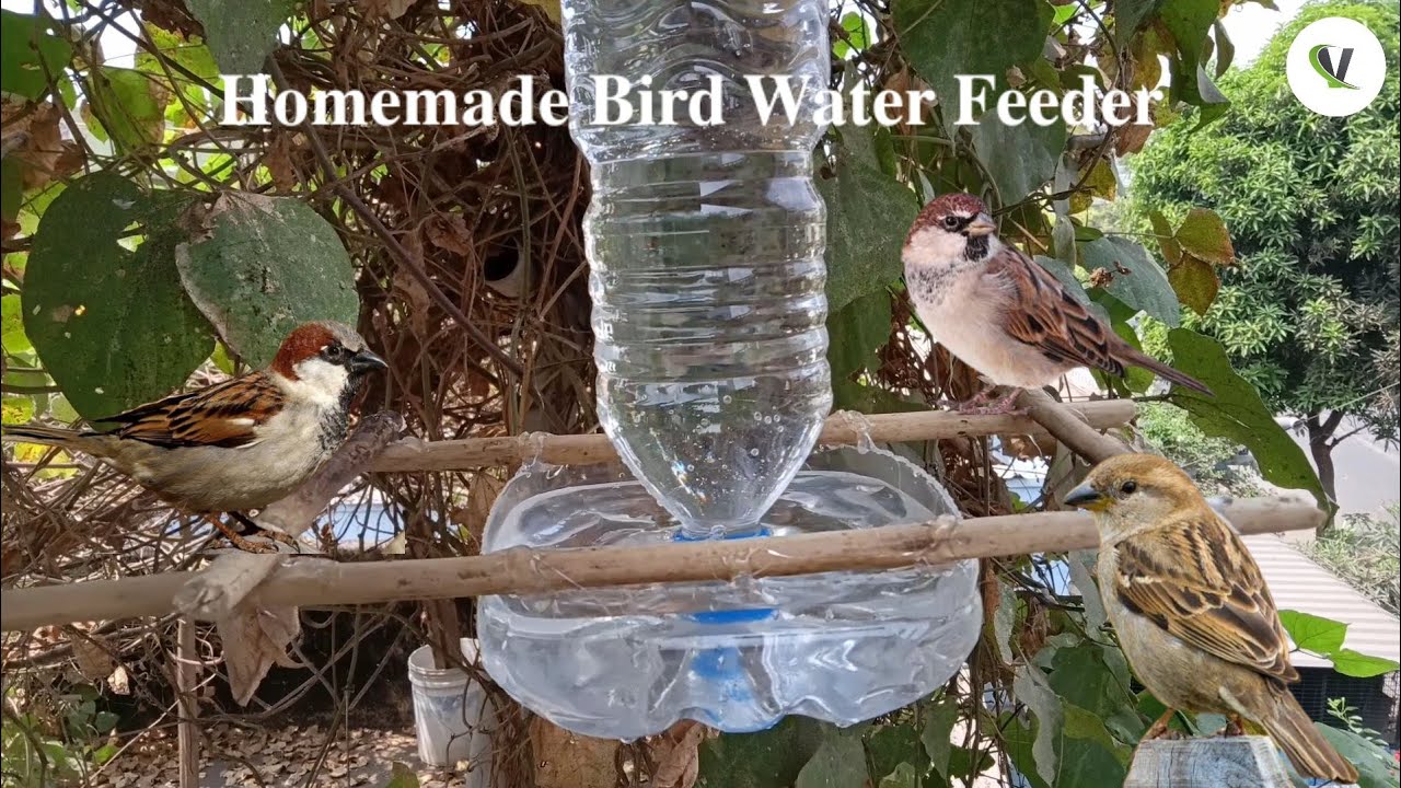 Birds water feeder  How To Make A Bird Water Feeder . 