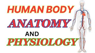 Basic anatomy and physiology of the human body | major organ functions and anatomy