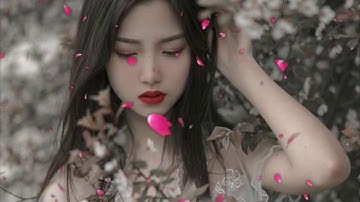 Video nền có cánh hoa rơi cực đẹp để làm video