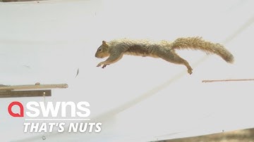 Squirrels are helping scientists develop ever more agile smart robots | SWNS
