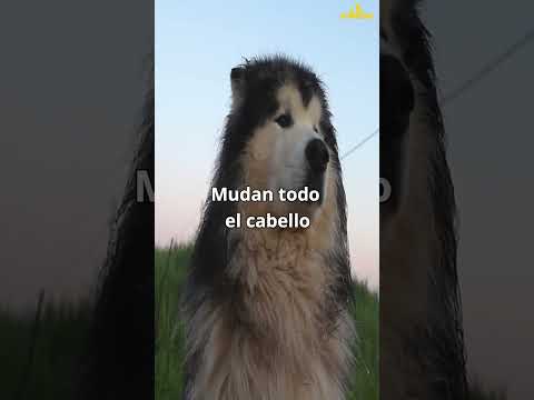 Video: Cómo entrenar a los perros de Alaska Malamute
