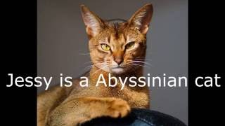 Warrior Cat Facts #10