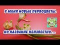 У меня новые первоцветы.  Но название неизвестно...