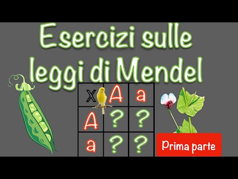 Esercizi di genetica - leggi di Mendel e quadrato di Punnett  #1