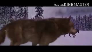 Immortals {Twilight wolves Mv}