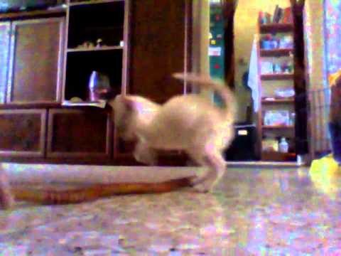 Penny: Aiuto, un serpente!