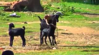 Monkey Hitch Ride On Goats Back