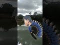 蝶になる