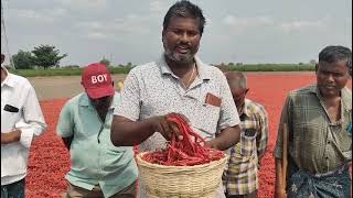 Welcome crop science WS 3485 call 9963934488#chilli #jaggayyapeta #penuganchiprolu #madira #farming