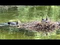 Romania Bucharest Cismigiu Park Lake Turtle and Birds Nest