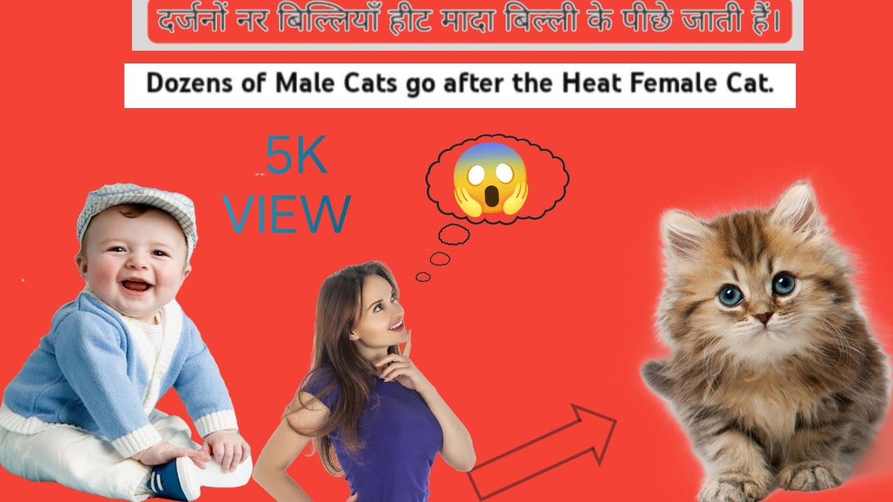 Dozens of Male Cats go after the Heat Female Cat.