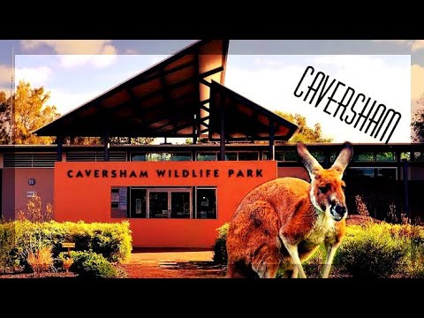 camera iphone 8 plus apk Caversham wildlife park adventure (amazing)!!
