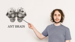 This is an ants brain