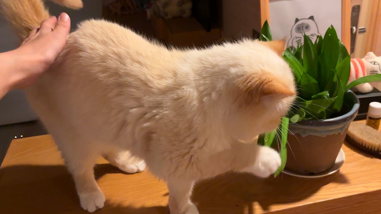 腰トントンされると草をテイテイする猫