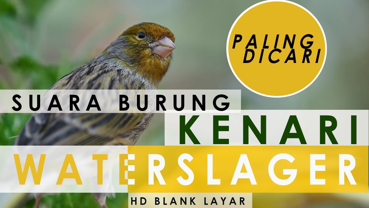 Suara Burung Kenari Waterslager HD Blank Layar 