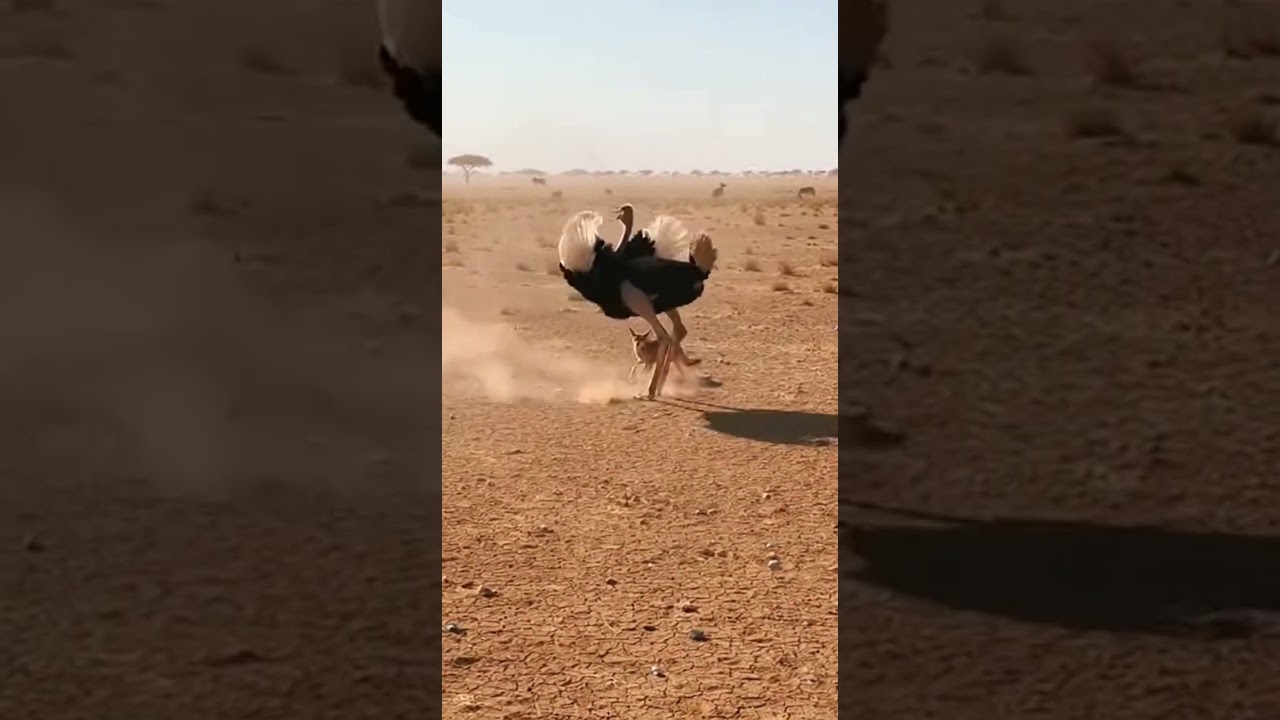 Ostrich vs. Jackal