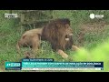 Três leoas morrem com suspeita de insolação em zoológico no Japão
