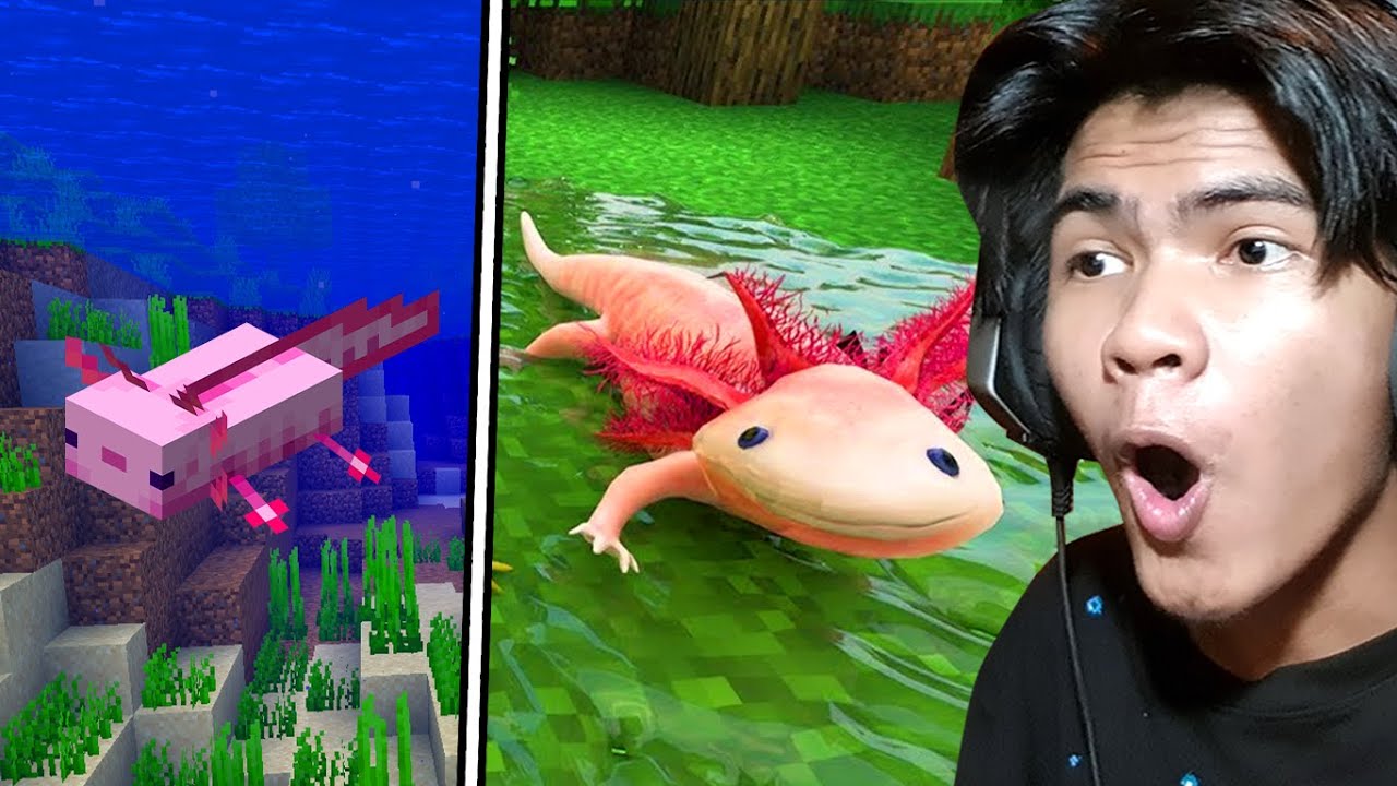 ត្រីក្នុងហ្គេម VS ត្រីមែនទែន