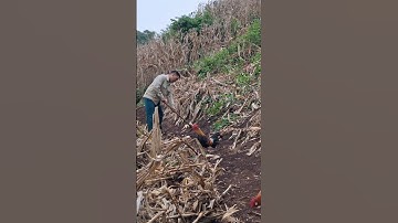 Hlau youtube và gà rừng đi làm đường.qaib qus mus ua kev