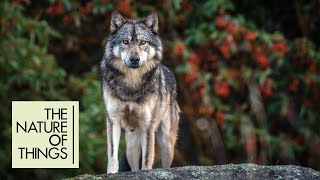 A solitary wolf living against the odds off Vancouver Island | The Nature of Things