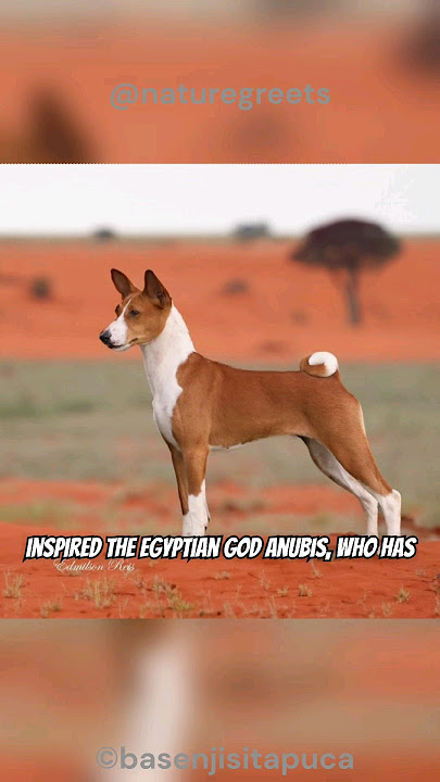 Why Basenjis Dogs Don't Bark (and What They Do Instead!) #shorts #basenji