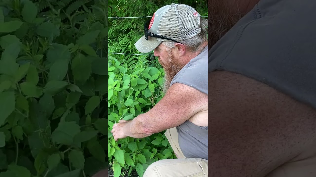 Nh native deer foods 1/3 jewelweed