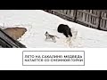 Лето на Сахалине: медведь катается со снежной горки