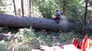 First 32 Off A Large Sugar Pine