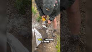 Cara Aneh Tapi Efektif Selamatkan Badak: Potong Tanduknya!#hewanlangka #youtubeshorts #savewildlife