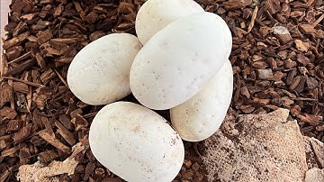 We Produced Our First Clutch of Ball Python Eggs Ever!